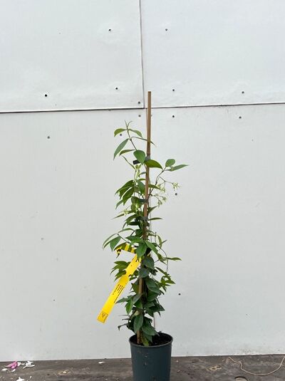 Trachelospermum jasminoides (Sternjasmin) 80-100 cm C2, rankende Jungpflanze im Topf mit Stützstab und grünen Blättern