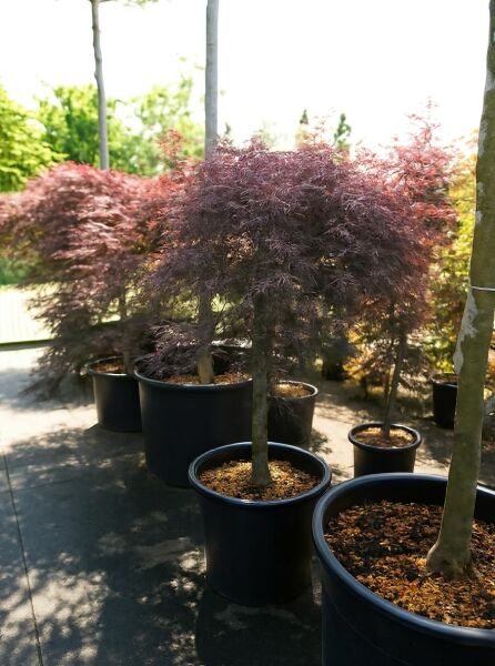 Japanischer Ahorn Acer palmatum 'Dissectum Garnet' auf Stamm, dunkelrote Schlitzblätter, im Topf, Stamm 80 cm, C70