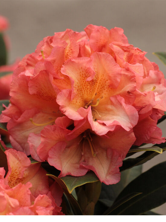 Rhododendron 'Orange Flirt' - Rhododendron Hybride 'Orange Flirt'