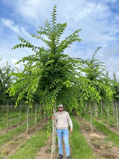 Ulmus 'Sapporo Autumn Gold' / Sapporo-Ulme Hochstamm 18-20 StU m. Db., Baum mit geradem Stamm und dichter, überhängender Krone.