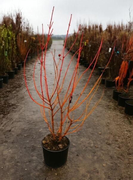 Cornus sanguinea 'Magic Flame' (Roter Hartriegel) 125-150 cm C20, Strauch im Topf mit leuchtend roten Trieben.