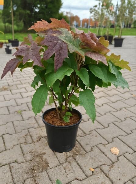 Eichenblatt-Hortensie Hydrangea quercifolia 'Snow Queen' 40-60 cm C5 im Topf mit grünem, eichenblattförmigem Laub und rötlichen Blättern