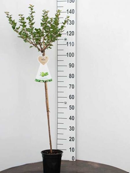 Ribes uva-crispa 'Hinnonmäki grün' / Stachelbeere 'Hinnonmäki grün' als 90 cm Stamm, Buschkrone im Topf (C3)
