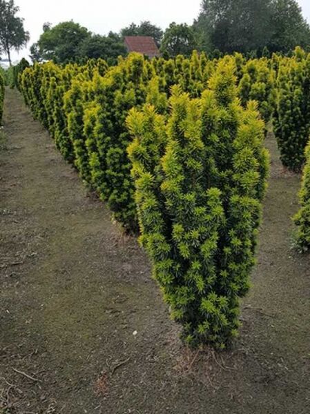 Taxus baccata 'David' / Gelbe Säulen-Eibe 'David', säulenförmiger Wuchs mit gelbgrünen Nadeln, 80-100 cm m. B.