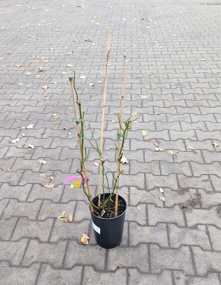 Rosa 'Schneewalzer ®' / Kletterrose 'Schneewalzer' A-Qualität C3 im Topf, aufgebundene Triebe an Stäben, mit Blättern