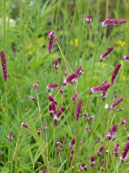 Großer Wiesenknopf 'Rock and Roll' / Sanguisorba officinalis 'Rock and Roll'