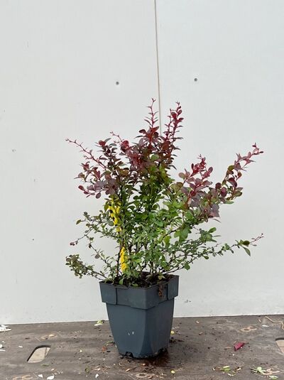 Hecken-Berberitze Berberis thunbergii 'Dart's Red Lady' P9 im Topf, buschiger Strauch mit rotbraunem und grünem Laub.