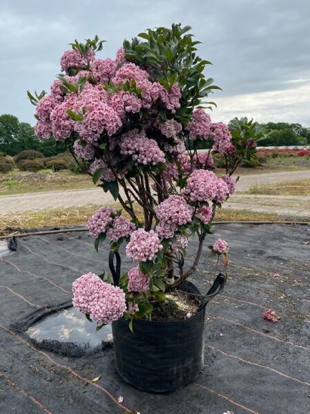 Kalmia latifolia 'Ideal' (Lorbeerrose/Berglorbeer) Solitär, 70–80 cm, im Topf, mit rosa Blütendolden und dunkelgrünem Laub