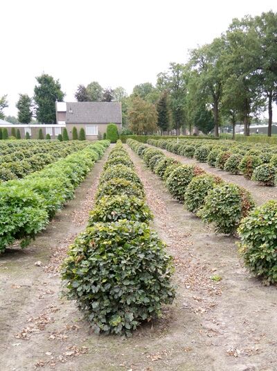 Fagus sylvatica / Rotbuche 'Kugel' 100-120 cm mit Drahballierung
