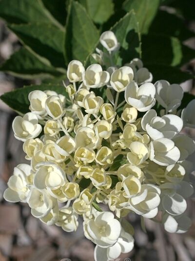 Rispen-Hortensie Hydrangea paniculata 'Bombshell'® mit cremeweißen Blütenrispen und grünen Blättern in Nahaufnahme.