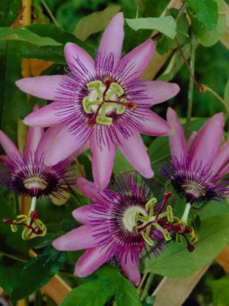Passiflora 'Amethyst' / Passionsblume 'Amethyst'