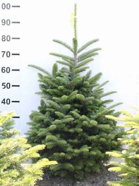 Fraser-Tanne (Abies fraseri) 80–100 cm m. B., junger Nadelbaum mit dichtem Wuchs und grünen Nadeln.