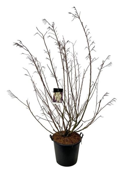 Japanischer Perlschweif / Stachyurus praecox