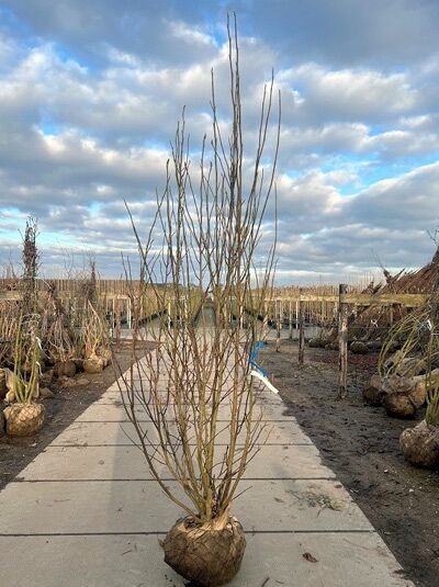 Magnolia soulangiana 'Heaven Scent' / Tulpen-Magnolie 'Heaven Scent', mehrstämmig, 300-350 cm, mit Drahtballen, ohne Laub
