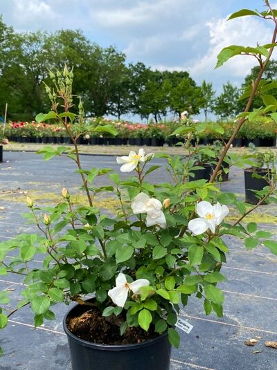 Rosa 'Kew Garden' / Englische Rose 'Kew Garden' C5, Rosenpflanze im Topf mit weißen Blüten und grünem Laub.