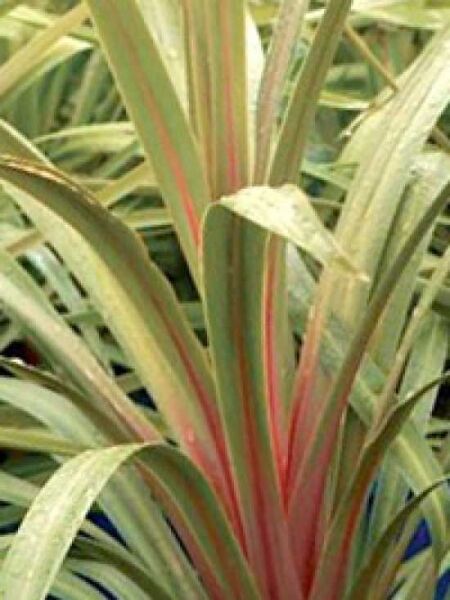 Cordyline australis 'Sundance' / Keulenlilie 'Sundance'