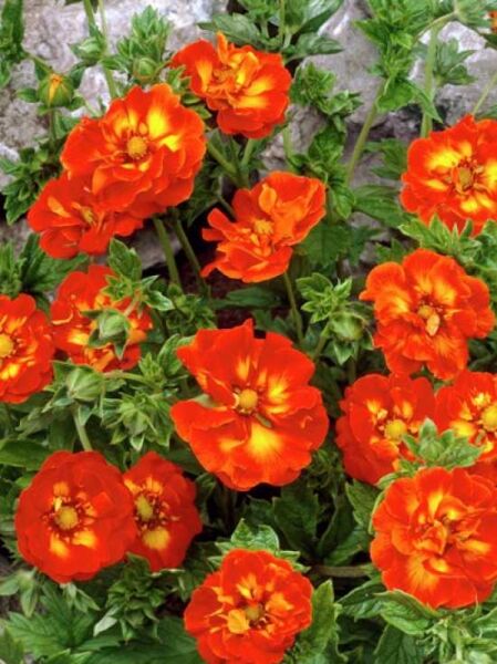 Garten-Fingerkraut 'William Rollisson' / Potentilla cultorum 'William Rollisson'