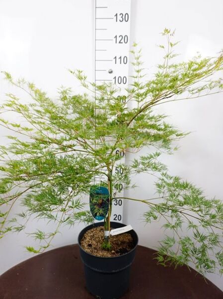 Fächerahorn (Acer palmatum) 'Emerald Lace' 80-100 cm C12 im Topf, feingeschlitztes grünes Laub, mehrtriebig.