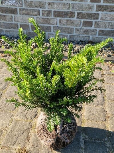 Taxus baccata 'Repandens' (Kissen-Eibe, Tafel-Eibe) 25–30 cm mit Ballen, niedriger immergrüner Strauch mit nadeligen Trieben