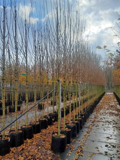 Feld-Ahorn ' Huibers Elegant' - Acer campestre 'Huibers Elegant'