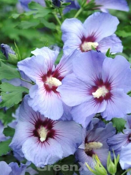 Hibiscus syriacus 'Marina' / Garteneibisch 'Marina'