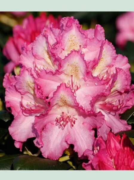 Rhododendron Hybride 'Mazurka' / Rhododendron 'Mazurka'