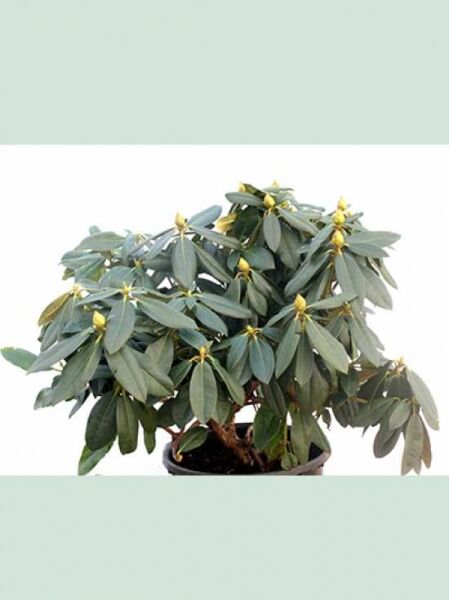 Rhododendron Hybride 'Saskia' / Rhododendron 'Saskia' Solitär, 60–70 cm breit, im Topf mit immergrünen Blättern und Knospen