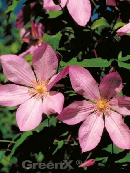 Waldrebe 'Proteus' / Waldrebe 'Proteus'