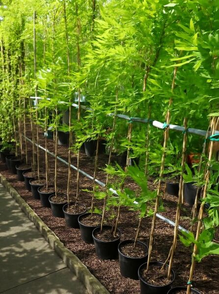 Wisteria floribunda 'Royal Purple' / Japanischer Blauregen 'Royal Purple' 150-175 cm C3, Kletterpflanze im Topf mit Rankhilfe