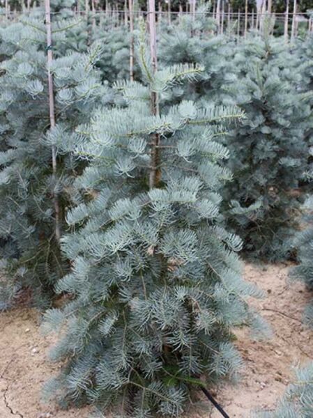 Blaue Kolorado-Tanne (Abies concolor 'Glauca') 100-125 cm m. Db., junger Nadelbaum mit blaugrünen Nadeln in Baumschule