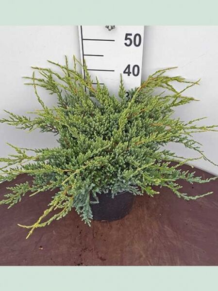 Juniperus squamata 'Holger' / Zwerg-Wacholder 'Holger', kompakter Nadelstrauch im Topf, 40–50 cm breit, C10