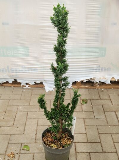 Scheinzypresse Chamaecyparis lawsoniana 'Wissel's Saguaro' 40–50 cm C4, schlanker, aufrechter Nadelbaum im Topf.