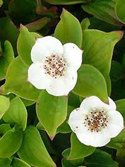Kanadischer Hartriegel / Cornus canadensis