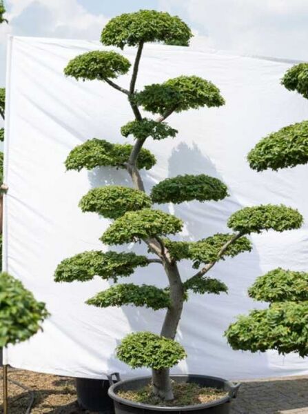 Ulmus minor 'Jacqueline Hillier' H: 220 cm B: 120 cm / Garten-Bonsai (595)