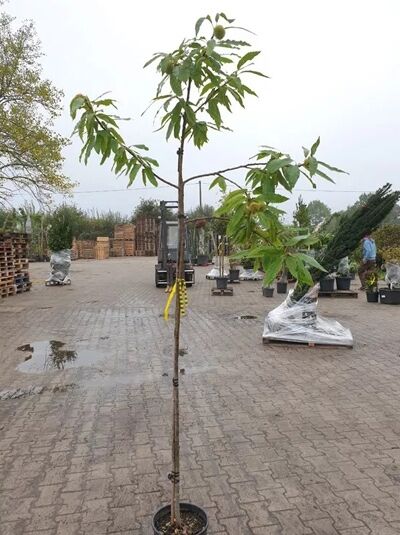 Edel-Kastanie Castanea sativa 'Marrone del Casentino' Halbstamm 4-6 StU C15 im Topf mit schlankem Stamm und grünen Blättern