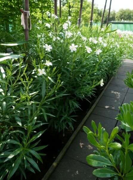 Nerium oleander (Oleander/Rosenlorbeer) 80-100 cm C10, mit weißen Blüten und schmalen, lanzettlichen Blättern