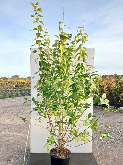 Chinesische Winterblüte (Chimonanthus praecox) im Topf, mehrtriebiger Strauch mit grünen Blättern, 150–175 cm, C30