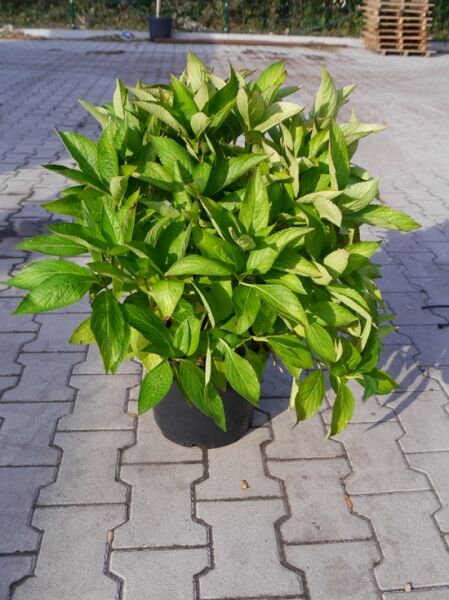 Teller-Hortensie 'Libelle' (Dragonfly') / Teller-Hortensie 'Libelle' (Dragonfly')