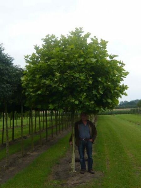 Kugel-Platane 'Alphen's Globe' (Platanus acerifolia), Hochstamm ca. 225 cm, Stammumfang 30–35 cm, runde Krone, mit Drahtballen