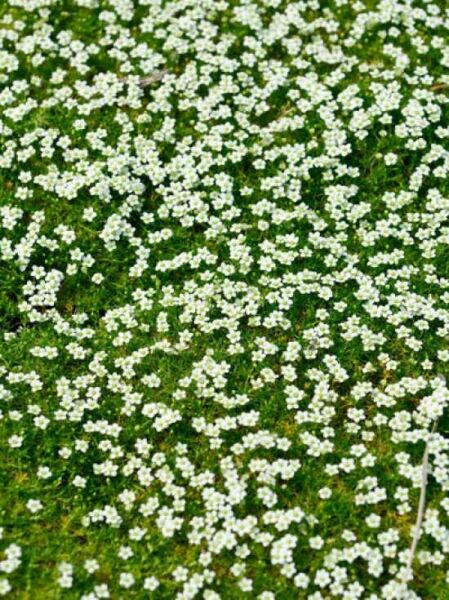 Sternmoos / Sternpolster 'Senior' / Sagina subulata 'Senior'