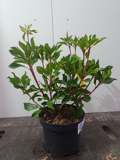 Kalmia latifolia „Olympic Fire“ (Lorbeerrose/Berglorbeer) im Topf C4, 25–30 cm, buschiger Wuchs mit grünen Blättern