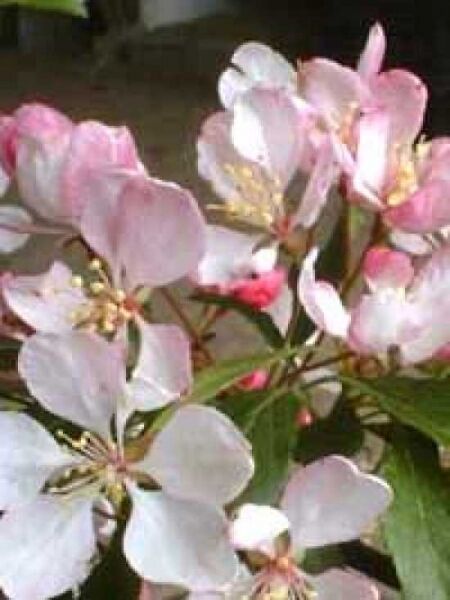Vielblütiger Apfelbaum / Malus floribunda