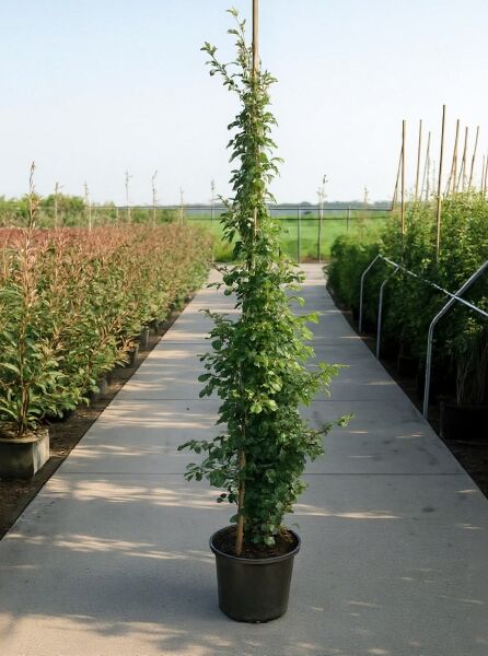 Rosa 'New Dawn' (Kletterrose 'New Dawn') 175-200 cm C20, grüne Kletterrose im schwarzen Topf am Stab aufgebunden