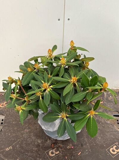 Rhododendron 'Dreamland' (Rhododendron yakushimanum) 30-40 cm C5, kompakter Strauch im Topf mit grünen Blättern und Knospen.