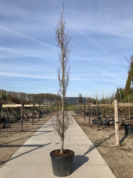 Säulen-Buche 'Dawyck' (Fagus sylvatica) 350–400 cm im Container, schlanker säulenförmiger Baum mit kahlen Zweigen.