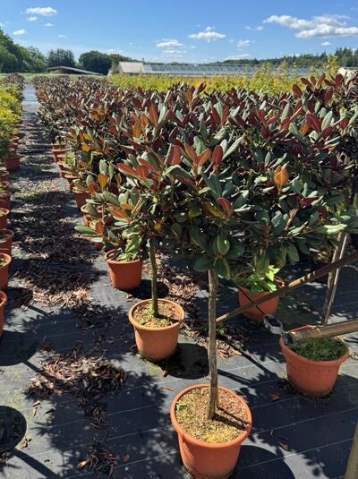 Rhododendron 'Wine &amp; Roses' auf Stamm / Rhododendron Hybride 'Wine &amp; Roses' auf Stamm