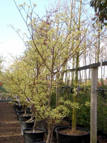 Weißbunter Pagoden-Hartriegel (Cornus controversa 'Variegata') mehrstämmiger Strauch im Container, hellgrün-weiß panaschiertes Laub.