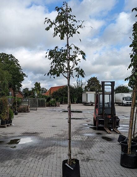 Asiatisches Gelbholz / Amur-Maackia / Asiatisches Gelbholz / Amur-Maackia