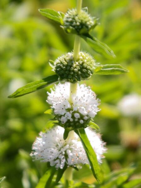 Wasserrand Minze 'Alba' (Mentha cervina 'Alba') mit weißen, kugeligen Blütenquirlen und schmalen, grünen Blättern