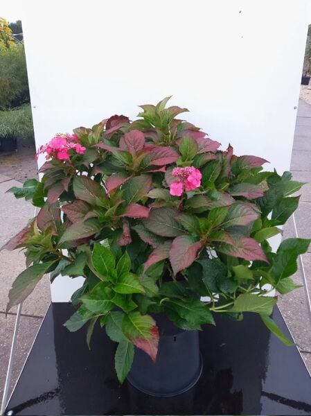 Teller-Hortensie 'Blackberry Pie' / Hydrangea serrata 'Blackberry Pie'